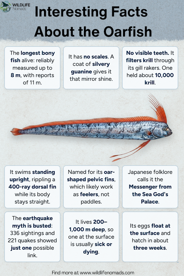 Infographic titled "Interesting Facts About the Oarfish" detailing its length, lack of scales, diet, vertical swimming style, and earthquake folklore around an illustration of an oarfish