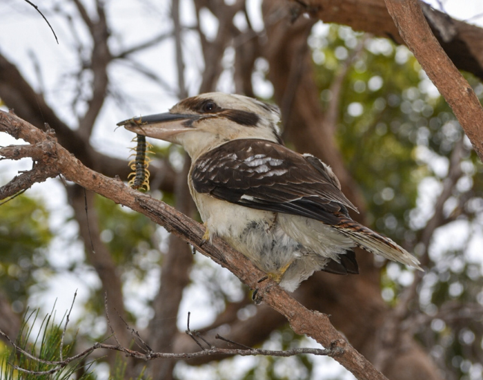 A kookaburra resting among twisted tree branches. eating a centipede