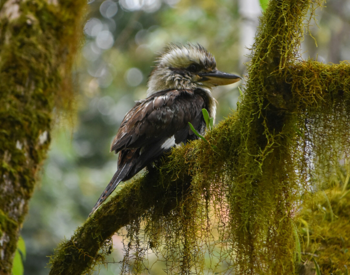 a Kookaburra perched on a tree branch covered by moss
