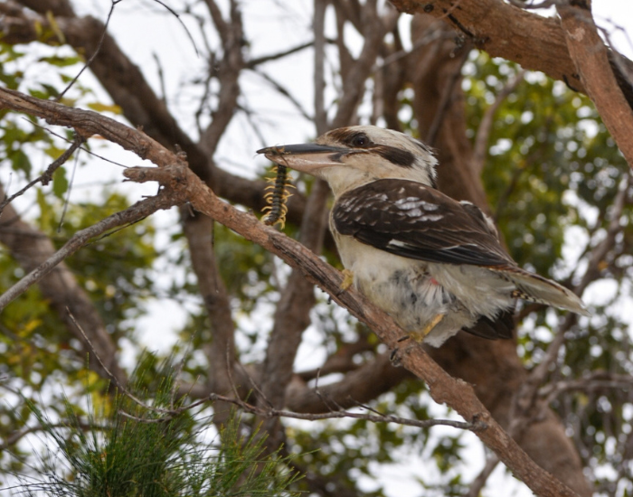 A kookaburra perched among twisted tree branches. eating a centipede