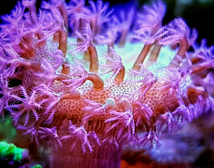 Soft leather coral showing extended polyps underwater