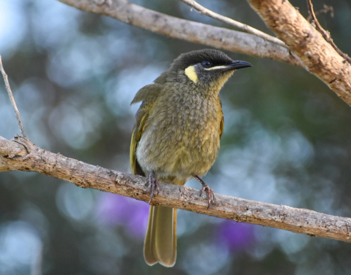 Lewin's honeyeater nambucca heads perched on a tree branch