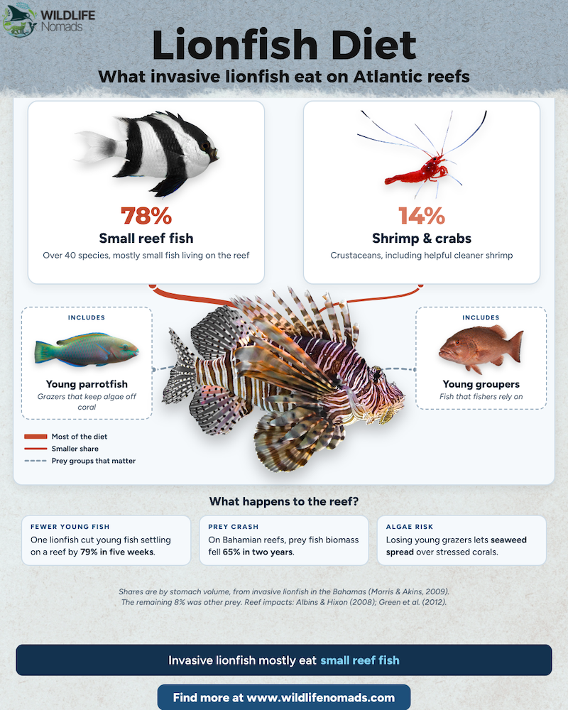 Infographic illustrating the lionfish diet breakdown, including 78% small reef fish and 14% shrimp and crabs.