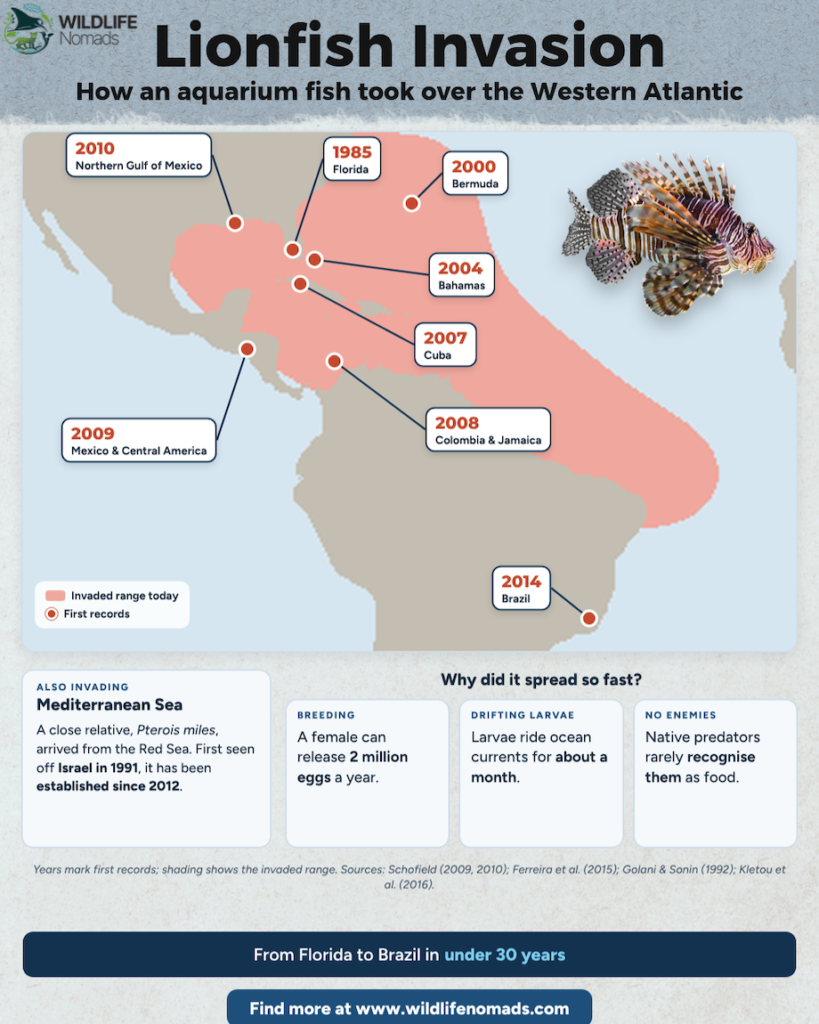 Map tracking the invasion timeline of lionfish across the Western Atlantic, Florida, and Brazil from 1985 to 2014.