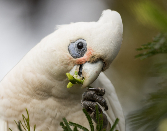 A white Little Corella cockatoo looking forward with distinct light blue skin around its eyes.