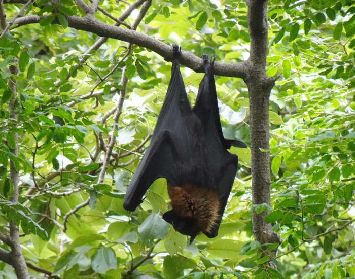 a Little Red Flying Fox hanging upside down from a tree