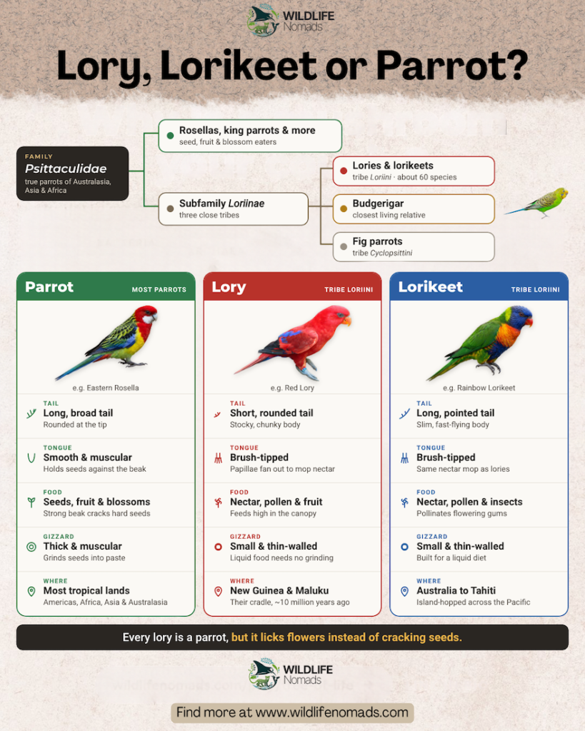 An educational diagram comparing parrots, lories, and lorikeets. It outlines differences in family classification, tail shapes, tongue structures, nectar versus seed diets, gizzard types, and geographic origins.