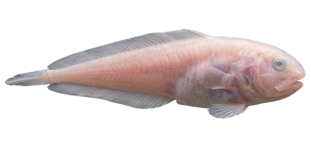 Mariana snailfish, one of the species on the deep sea dive