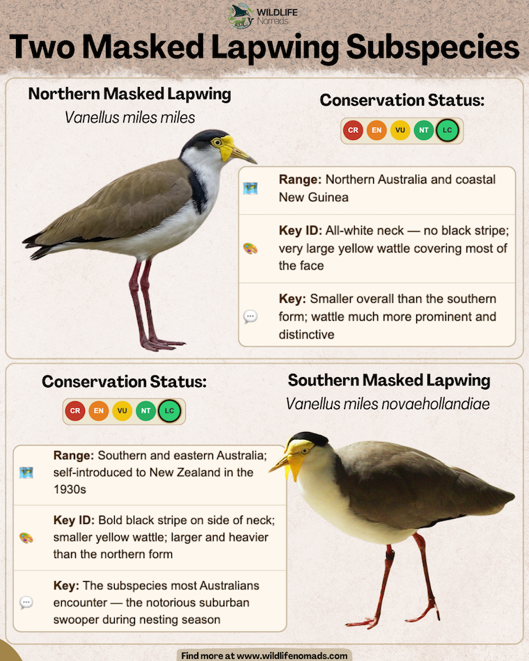 An infographic showing the 2 subspecies of masked lapwing