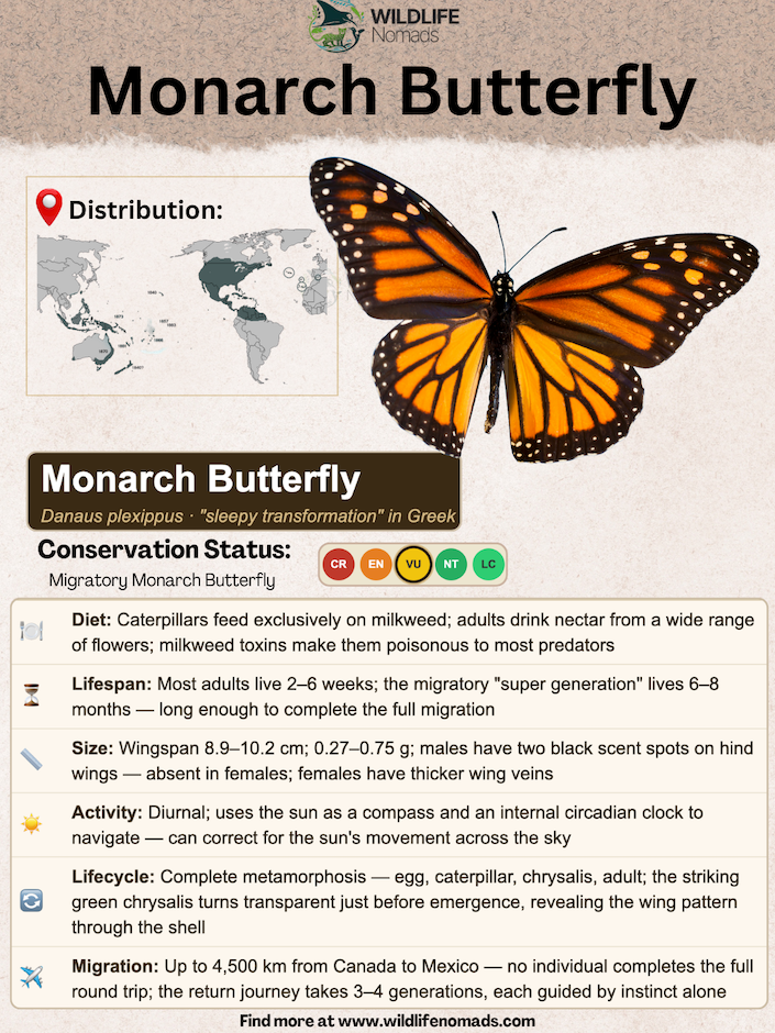 An educational infographic titled Monarch Butterfly featuring a detailed species profile against a neutral background. It displays a large illustration of a Monarch butterfly, a world distribution map, and sections outlining diet, lifespan, size, activity, lifecycle, migration, and IUCN conservation status.