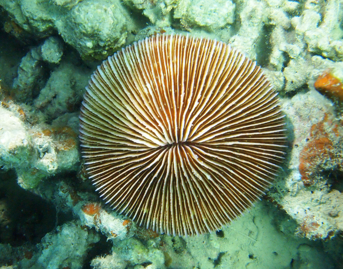 Mushroom Coral