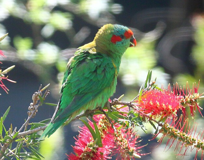 a Musk Lorikeet perched on a banksia tree