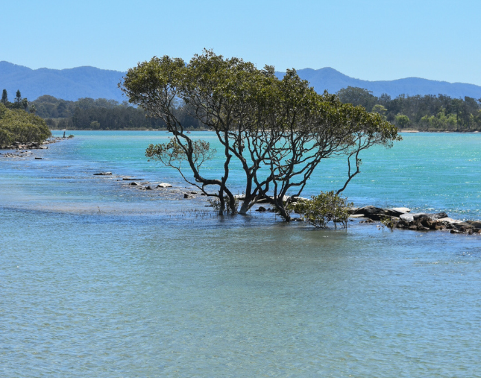 urunfa mangrove view and the blue clear ocean