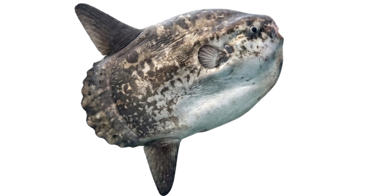 Ocean sunfish, one of the species on the deep sea dive