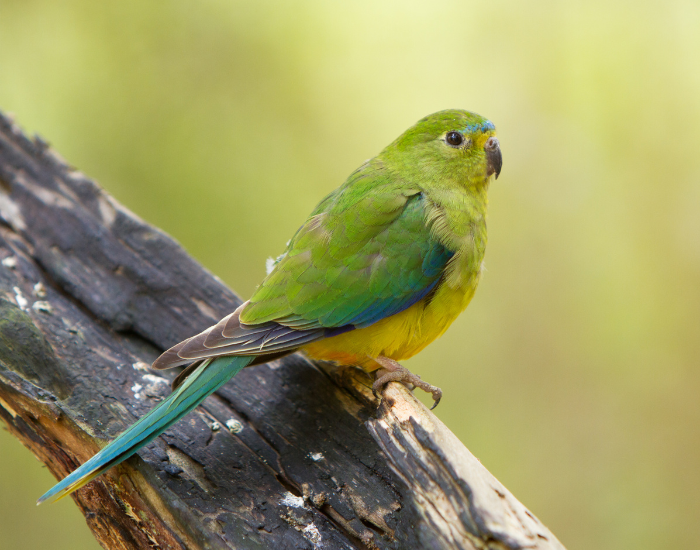 A bright green Orange-bellied Parrot perched on a sunlit branch.