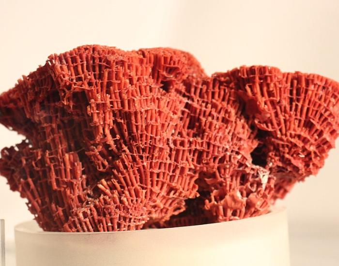 Red skeletal tubes of an organ pipe coral piece.