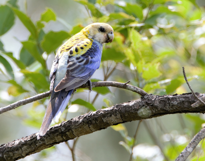 A Pale-headed Rosella with pale yellow head and blue lower plumage on a branch.
