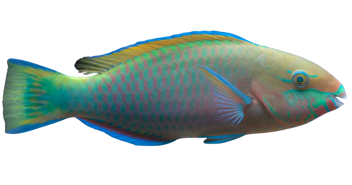 Parrotfish, one of the species on the deep sea dive