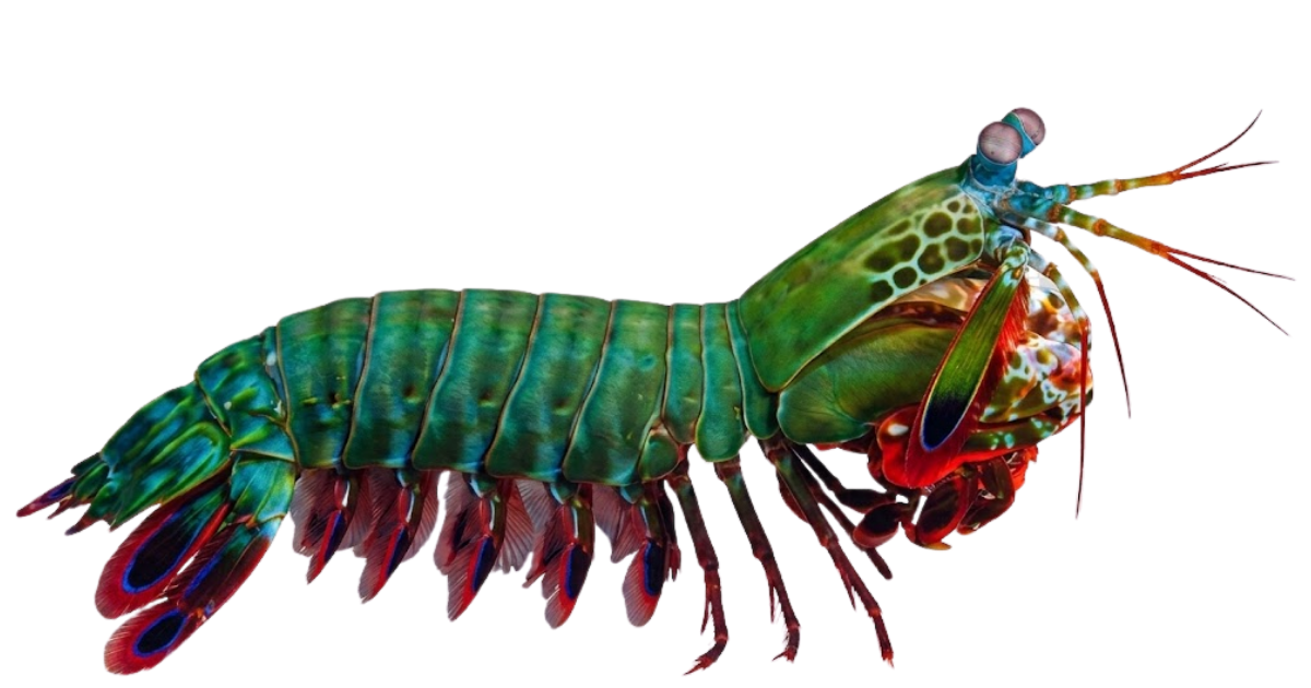 Peacock mantis shrimp, one of the species on the deep sea dive