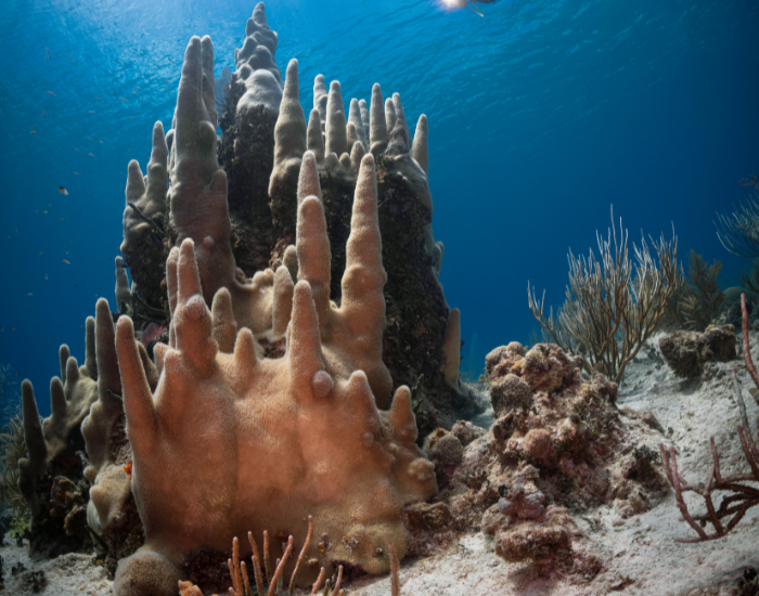 Tall columnar pillar coral growing vertically on a reef.