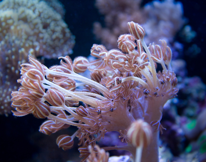 Feathery soft pulsing Xenia coral polyps extending underwater.