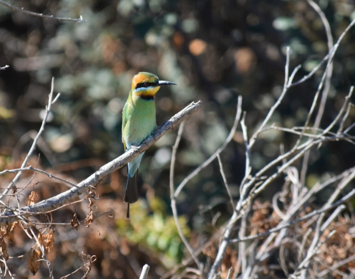 a Rainbow Bee-eater perched on a tree branch