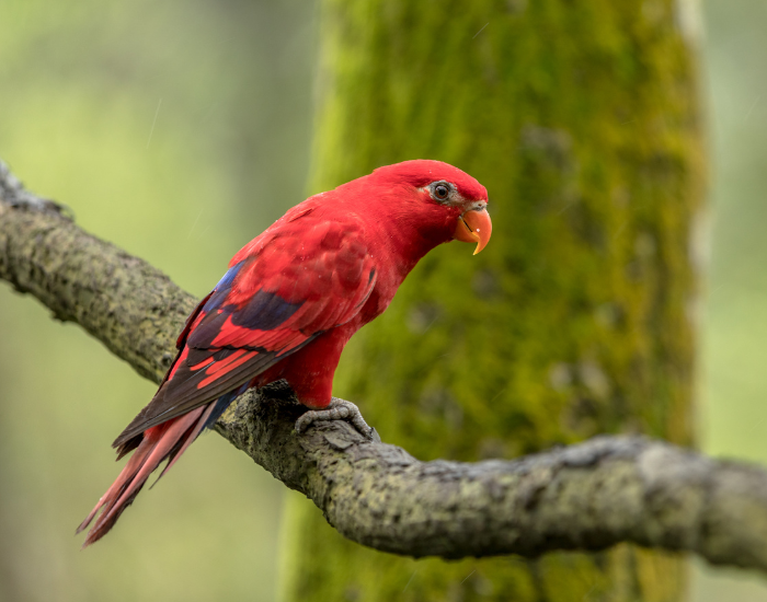 A brilliant red lory with dark blue wing accents perching on a mossy tree branch