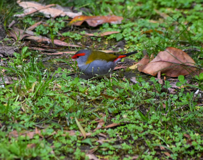 a Red-browed Finch walking on grass at gloucester river campground