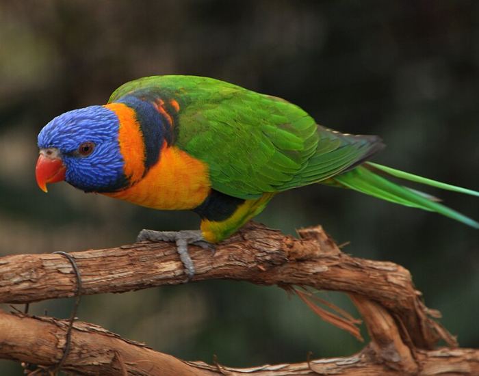 A multi-colored Red-collared Lorikeet perched on a wooden branch.