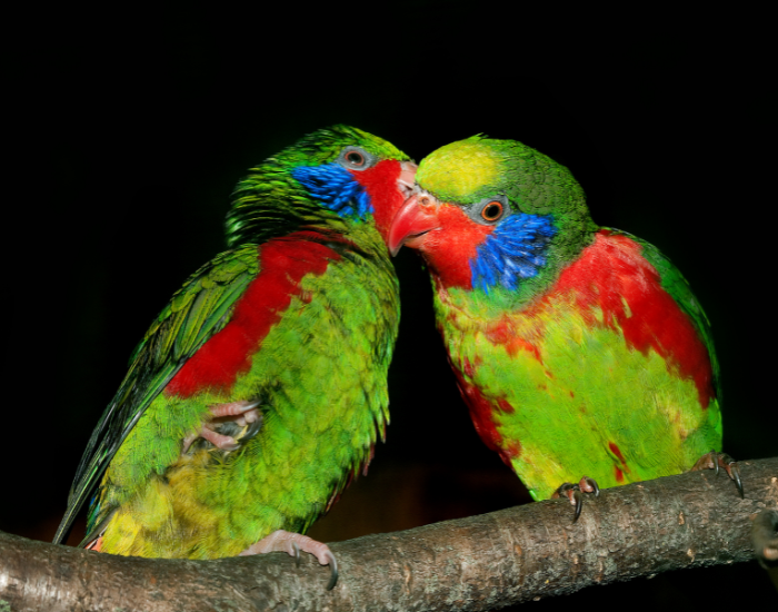 A pair of green red-flanked lorikeets with bright red cheeks and blue accents perched side by side on a branch.