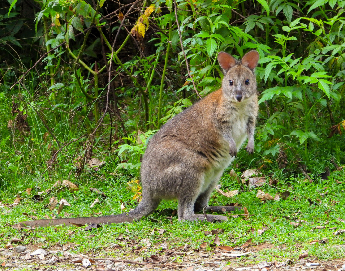 a Red-necked Pademelon standing on grass