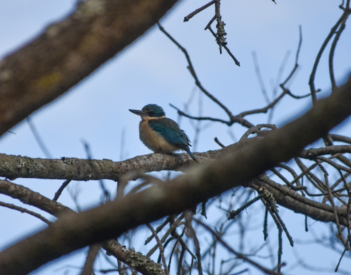 Sacred kingfisher resting on a thick tree branch.