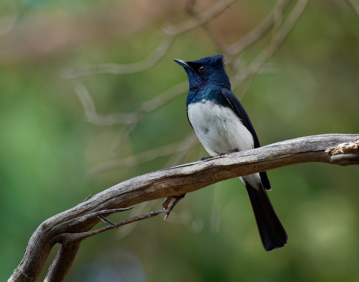 a Satin Flycatche perched on a branch