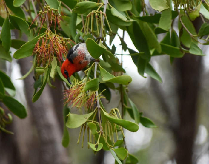 A small Scarlet Honeyeater with a bright red head perched in leafy vegetation