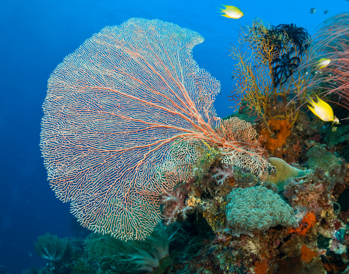 Fan-shaped delicate gorgonian sea fan coral.