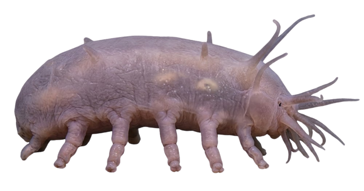 Sea pig, one of the species on the deep sea dive