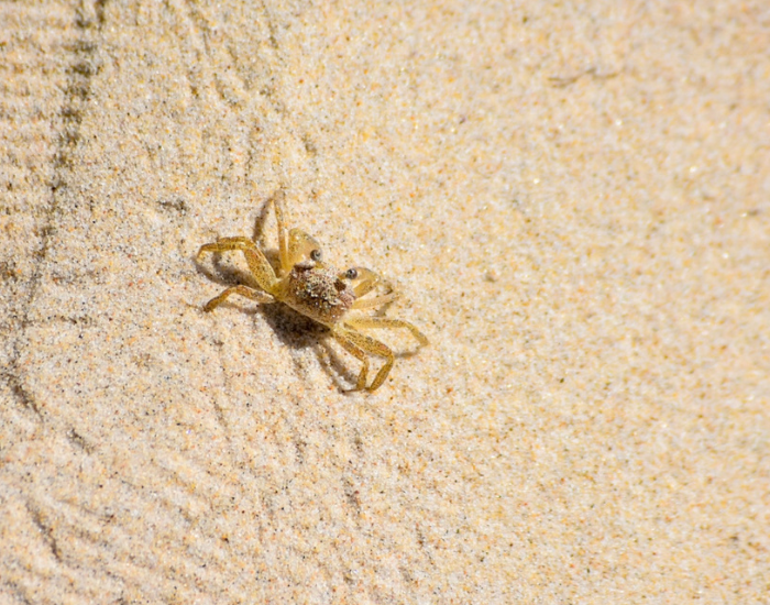 a small Smooth Ghost Crab standing on the beach