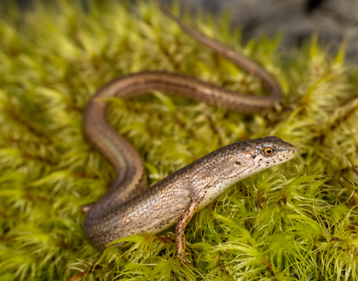  Southern Weasel Skink walking on moss