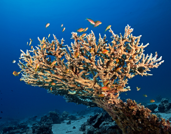 Branching antler-like staghorn coral structure on a sunny reef.