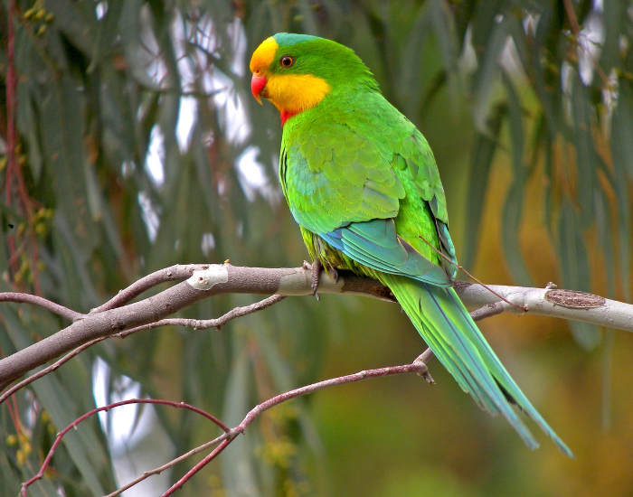 A bright green Superb Parrot with yellow facial markings perched on a thin branch.