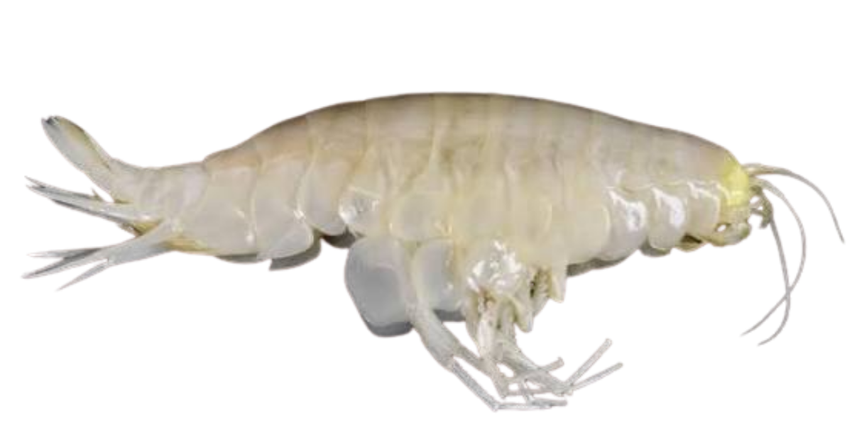 Supergiant amphipod, one of the species on the deep sea dive