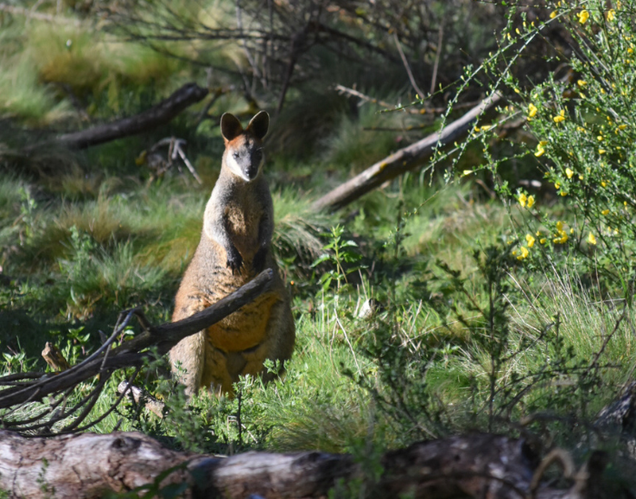 a swamp wallaby among vegetation at polblue campground