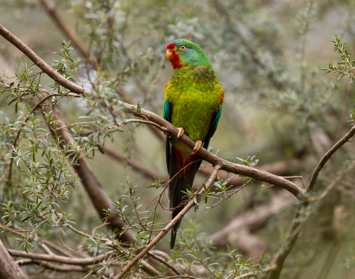 A green Swift Parrot with subtle red facial markings perched in a tree.