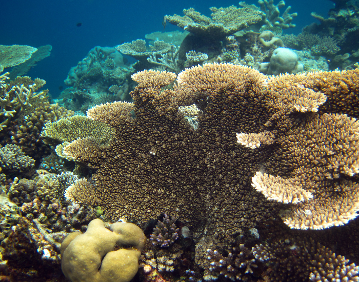 Flat, wide table coral extending horizontally near the ocean surface.