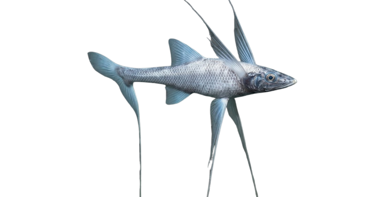 Tripod fish, one of the species on the deep sea dive