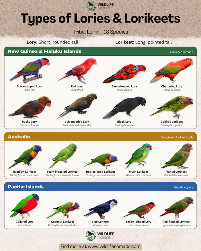 A visual species guide showcasing 18 types of lories and lorikeets categorized by region: New Guinea & Maluku Islands, Australia, and Pacific Islands. It highlights the key difference: lories have short, rounded tails while lorikeets have long, pointed tails.