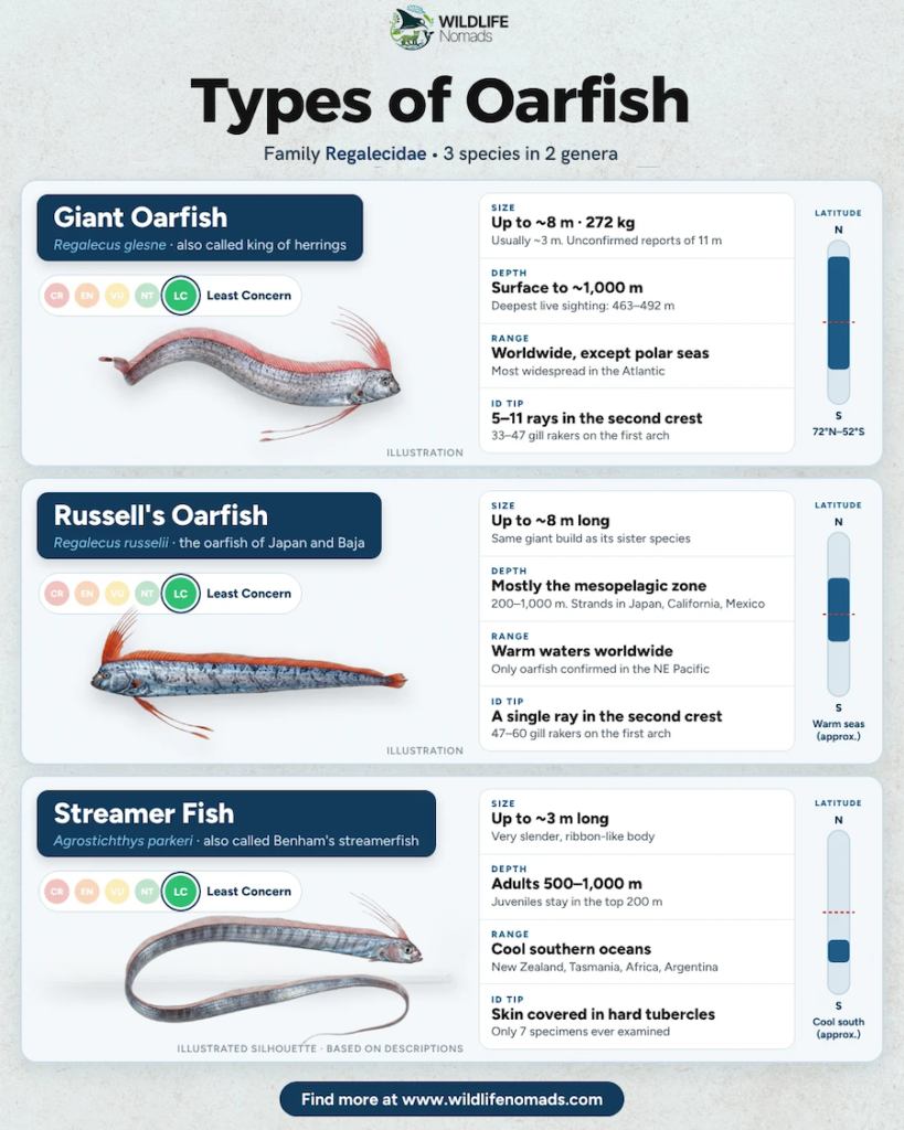 An educational graphic displaying three species in the oarfish family—the Giant Oarfish, Russell's Oarfish, and Streamer Fish—detailing their size, habitat depths, geographic ranges, and identification tips
