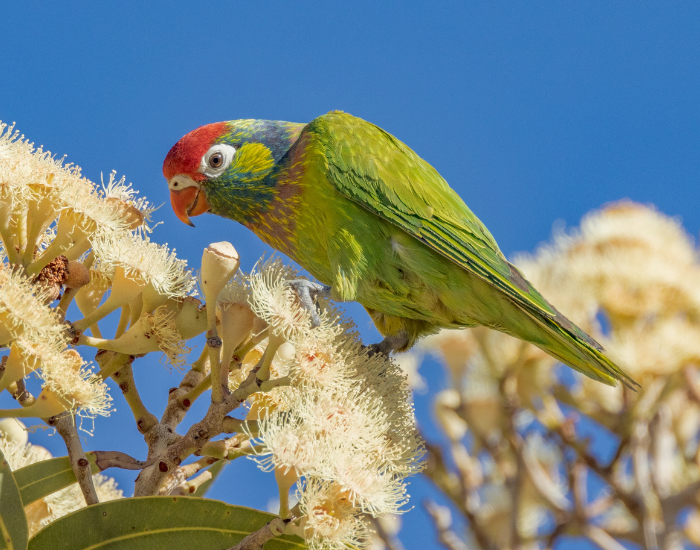 A green varied lorikeet with a bright red crown and orange beak feeding on white eucalyptus blossoms against a clear blue sky