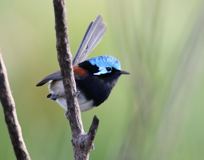 Variegated Fairywren wild perched on a tree branch
