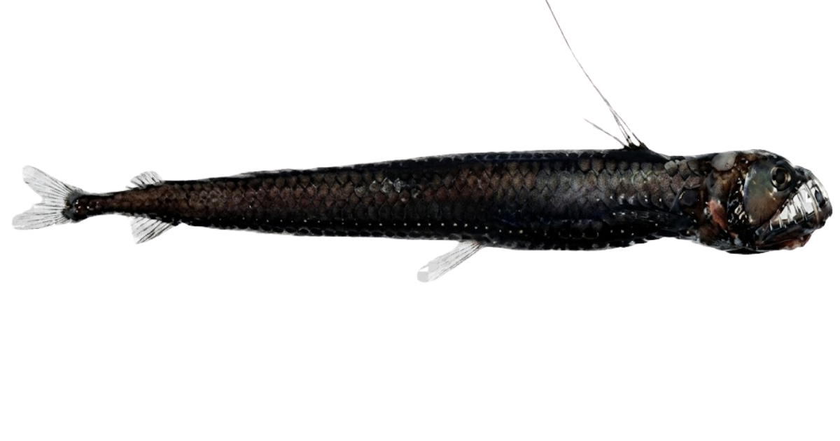 Viperfish, one of the species on the deep sea dive